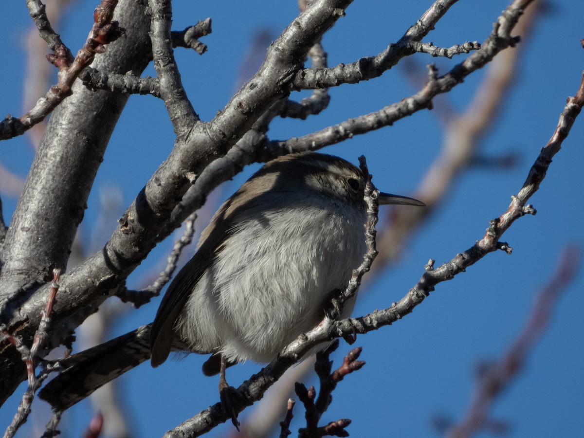 Troglodyte de Bewick - ML646939144