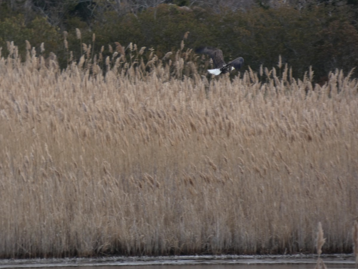 עיטם לבן-ראש - ML646939145