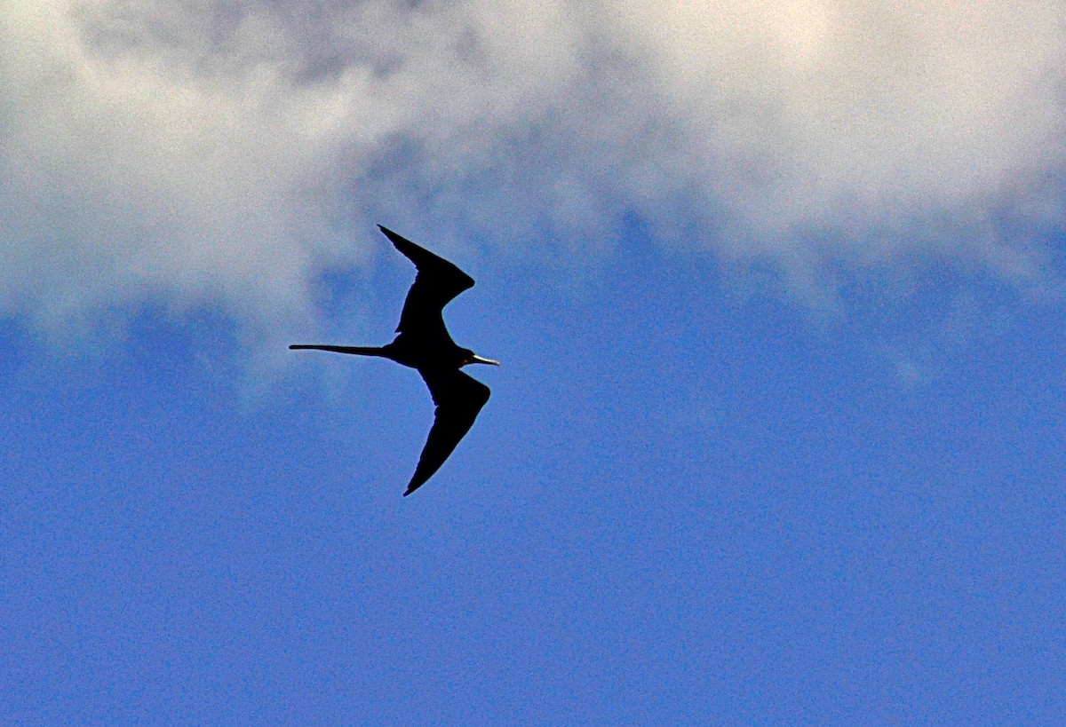 Magnificent Frigatebird - ML646939150