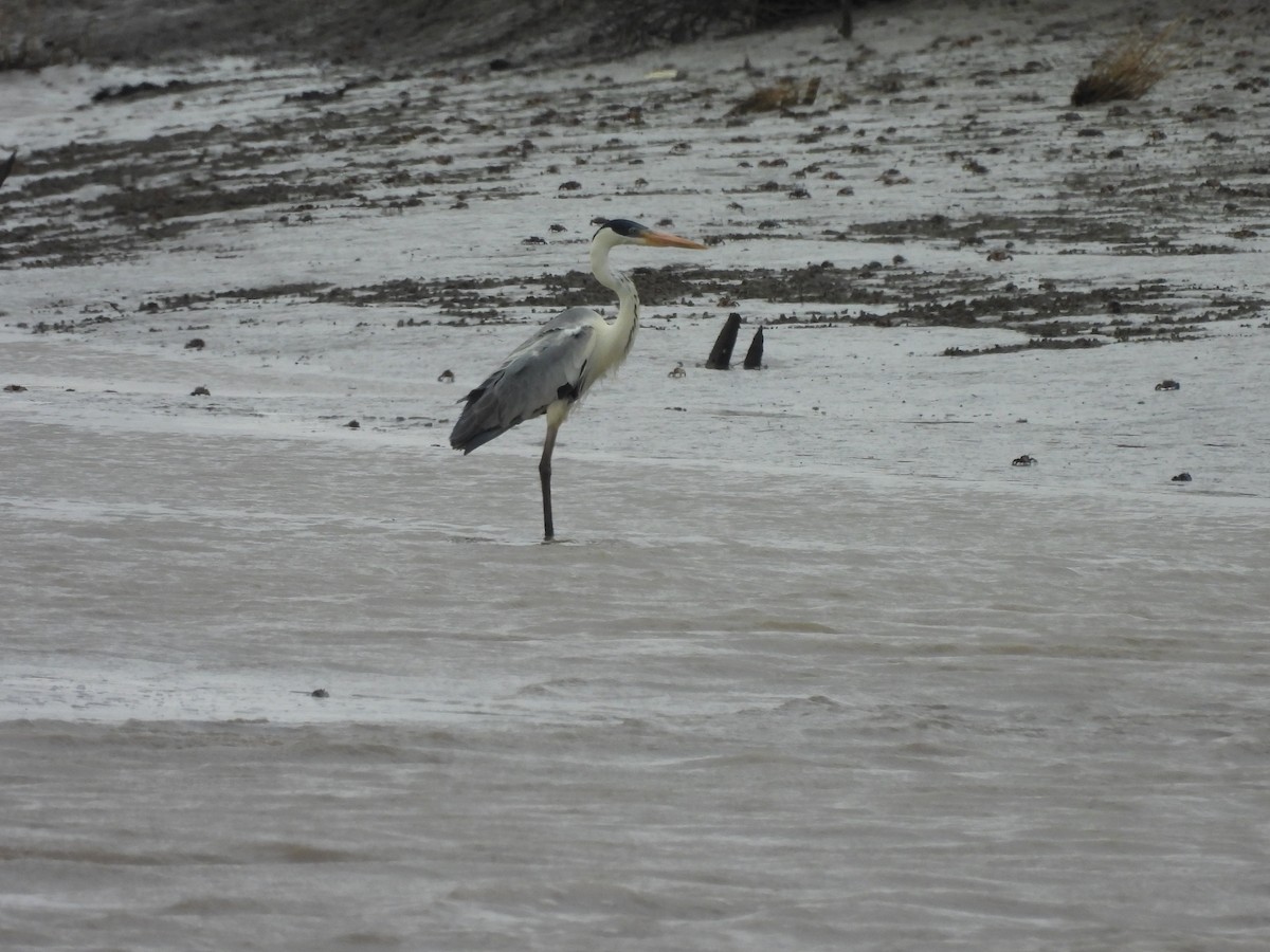 ナンベイアオサギ - ML646939152