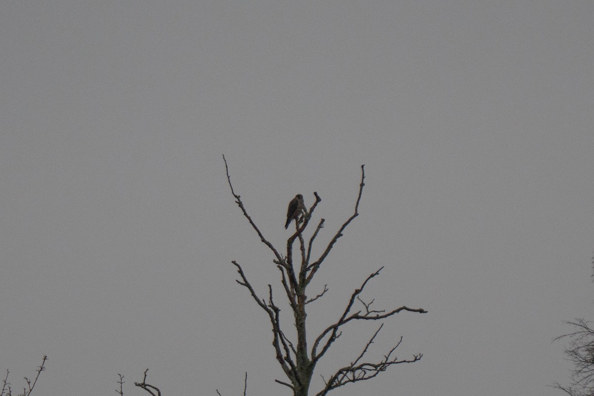 Peregrine Falcon - ML646939153