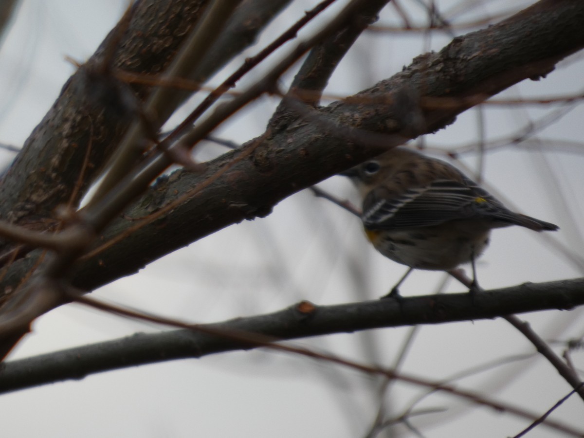 סבכון הכתר - ML646939161