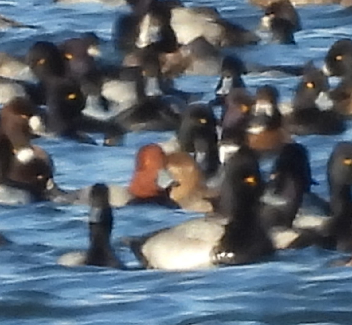 Redhead - ML646939166