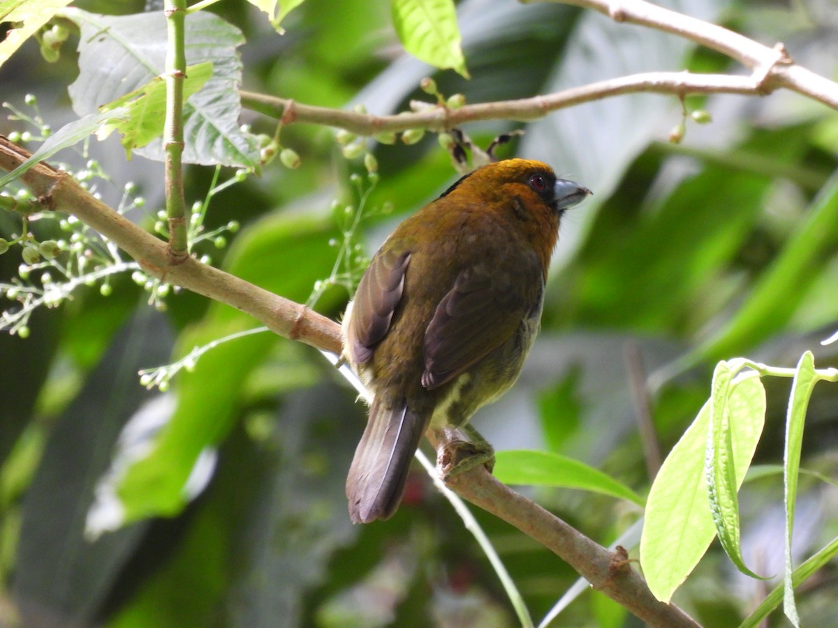 Prong-billed Barbet - ML646939168