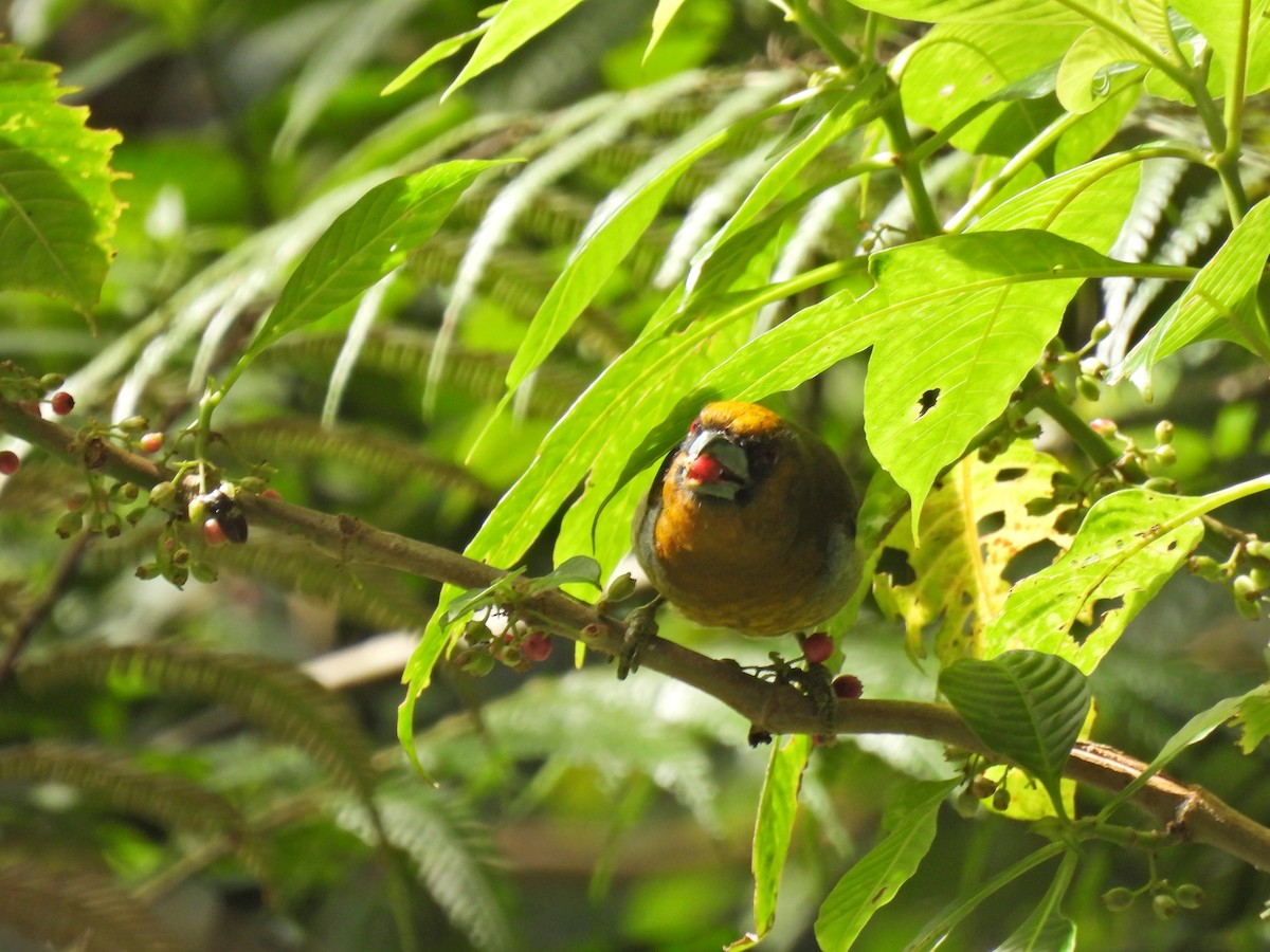 Prong-billed Barbet - ML646939169