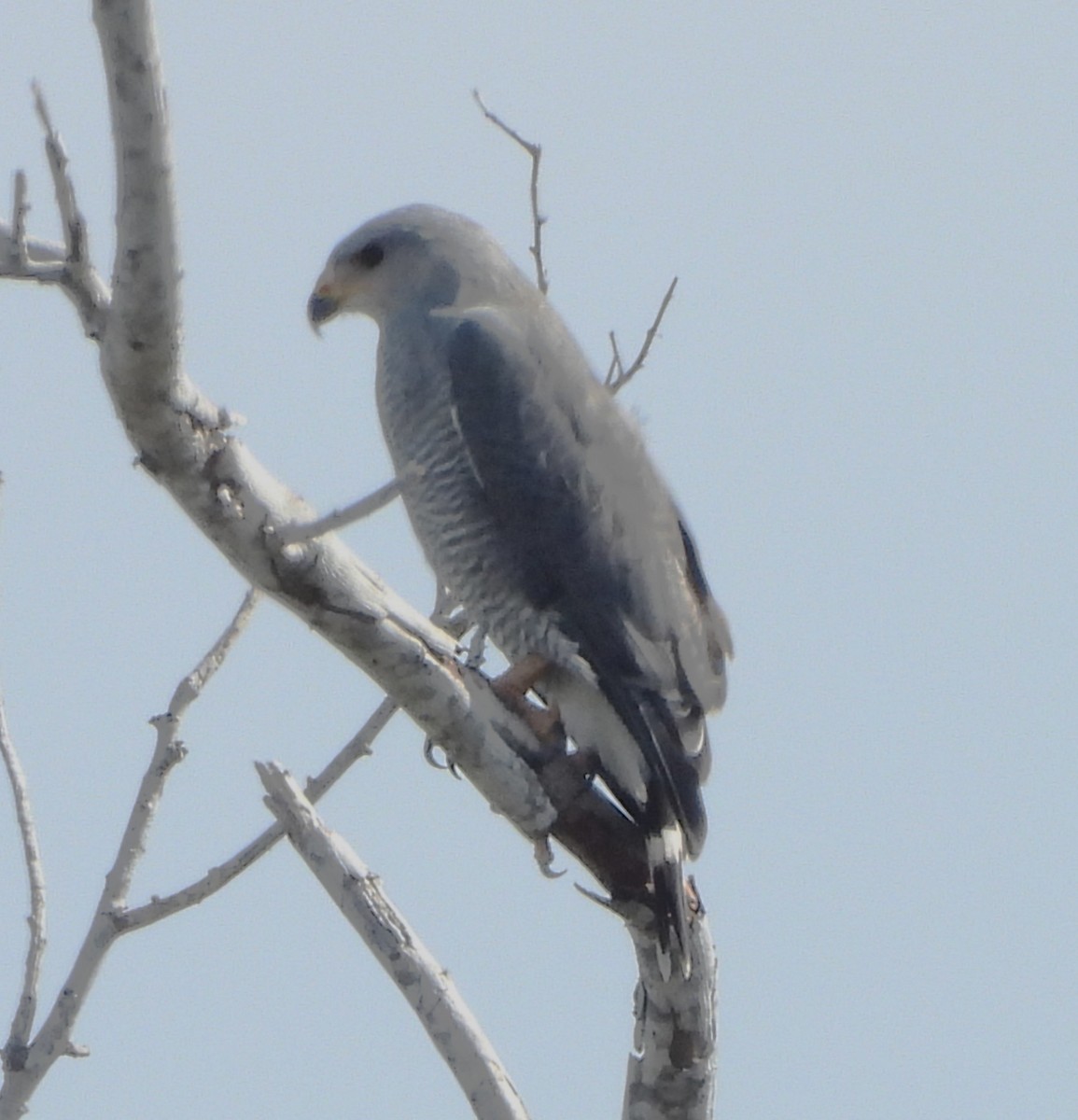 nordgråvåk - ML646939173