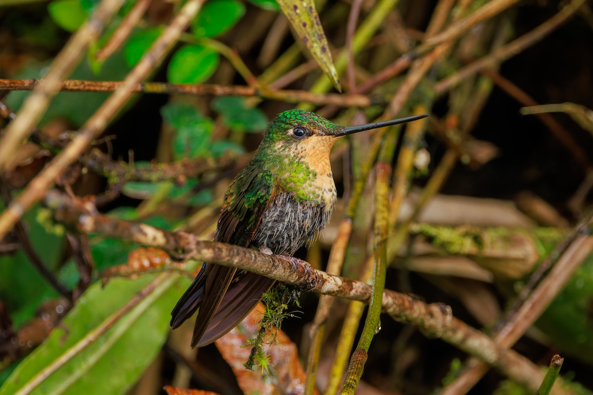 Inca porphyre - ML646939175