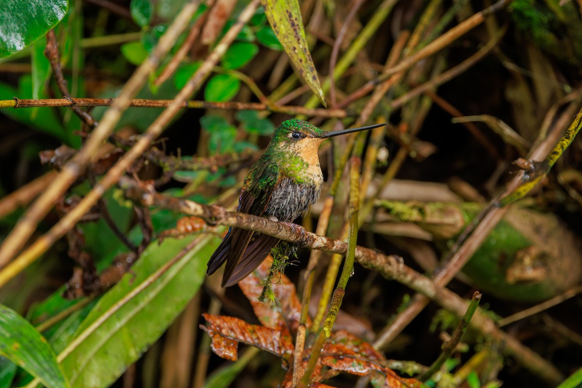 Inca porphyre - ML646939176