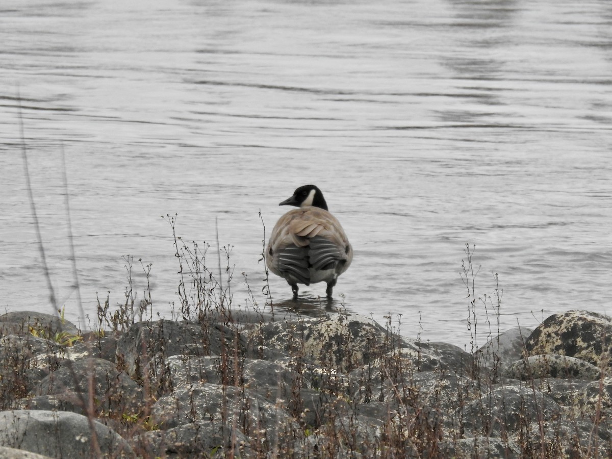 kanadagås - ML646939178