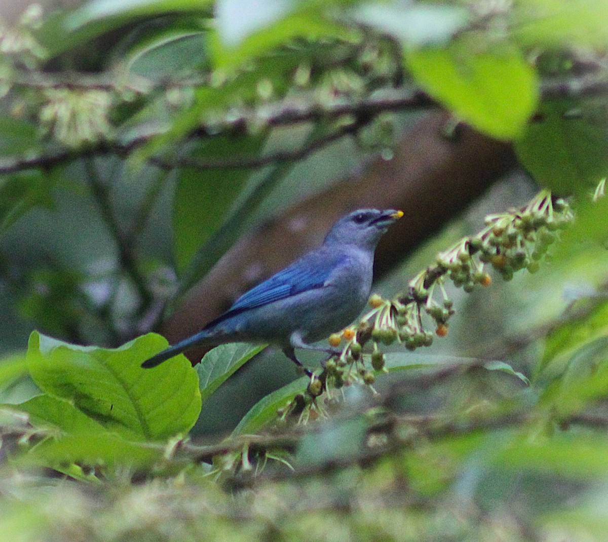 Саяка лазурова - ML646939189