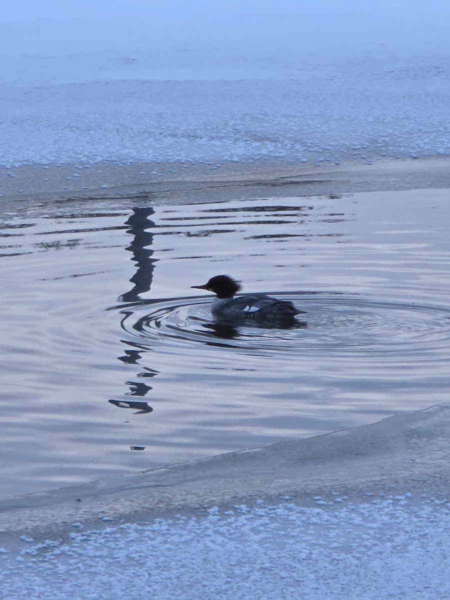 Common Merganser - ML646939191