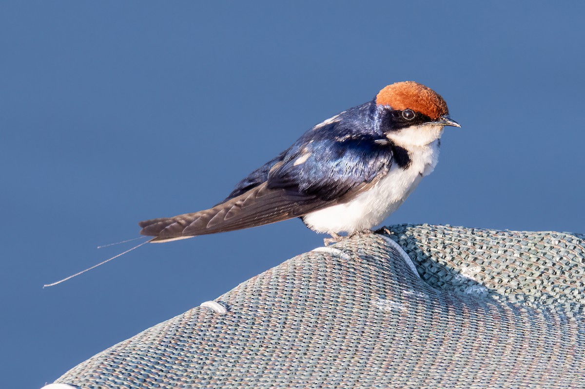 Hirondelle à longs brins - ML646939196