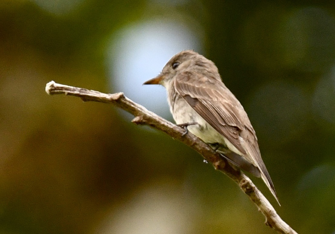 østpivi - ML646939202