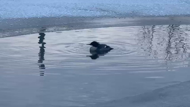 Большой крохаль - ML646939206