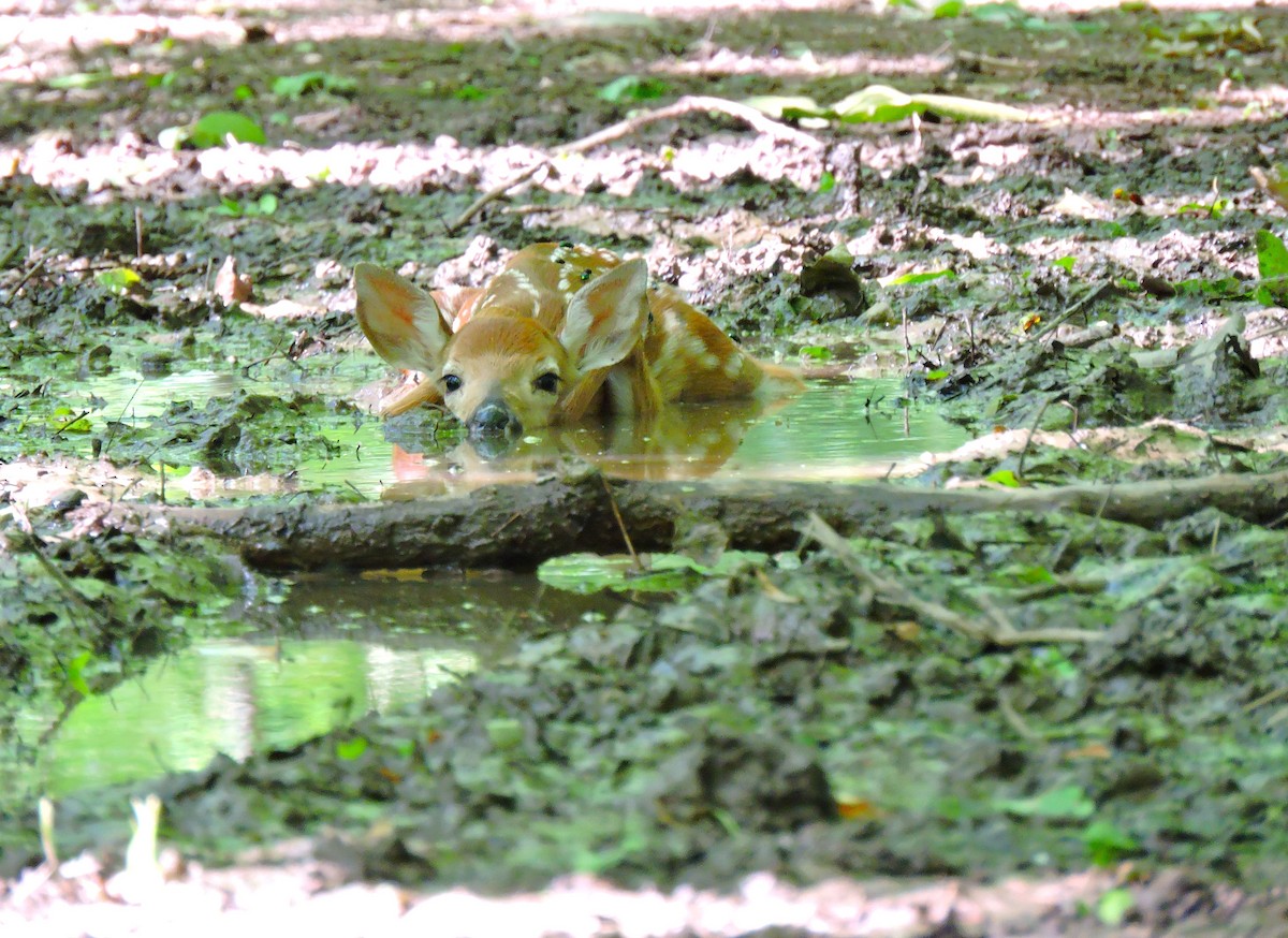 White-tailed Deer - ML646939209