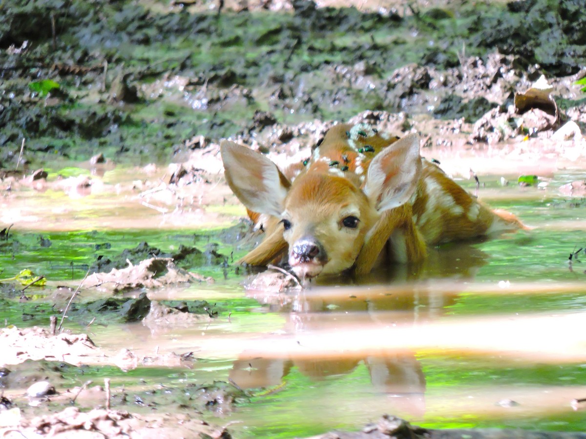 White-tailed Deer - ML646939210