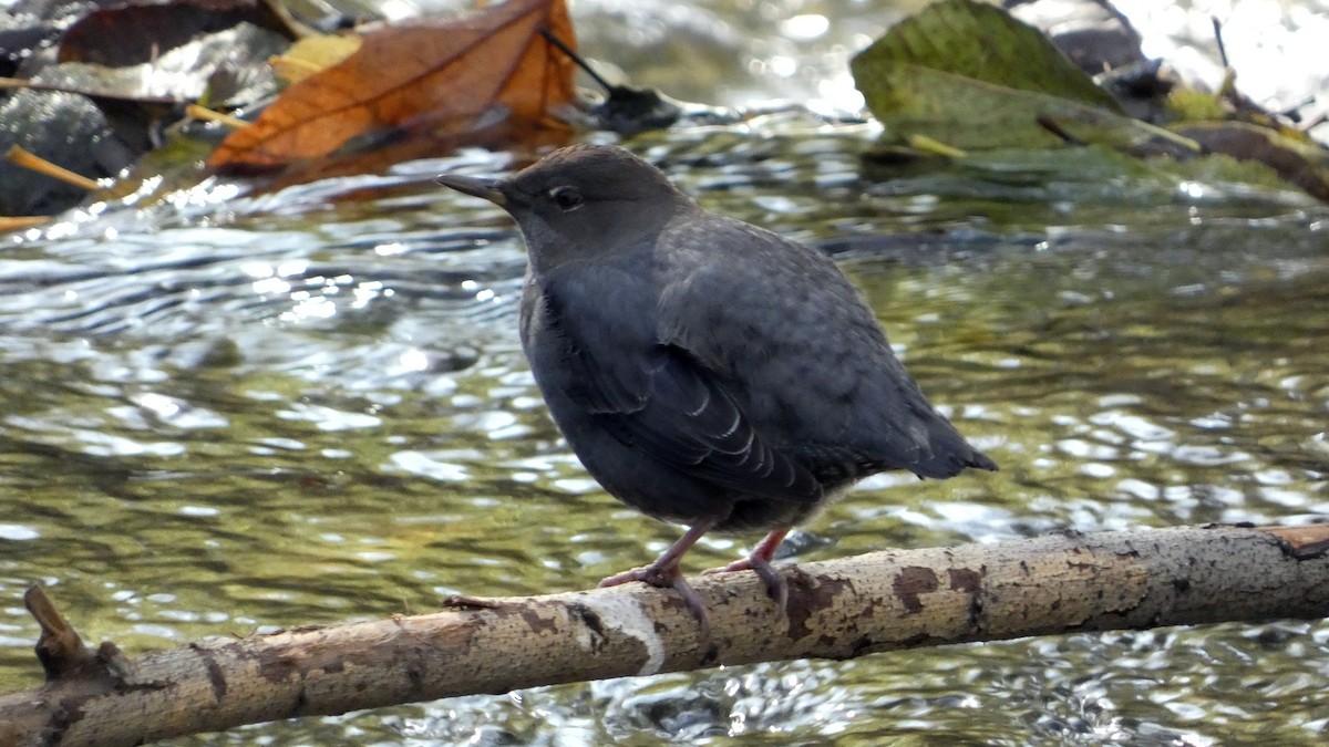 メキシコカワガラス - ML646939213