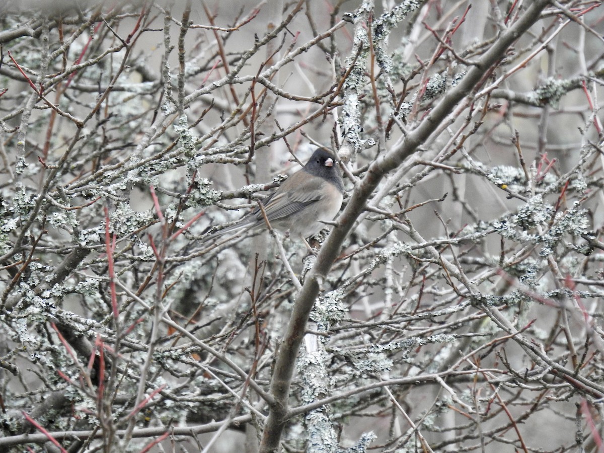 vinterjunko - ML646939215