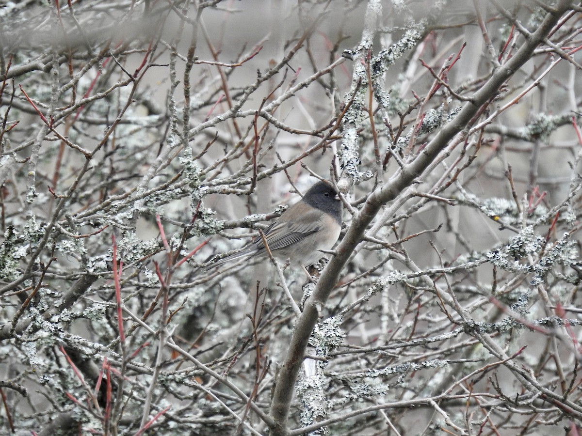 vinterjunko - ML646939219