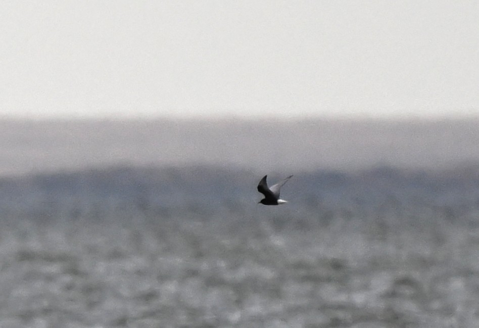 Itsas enara hegalzuria - ML646939220