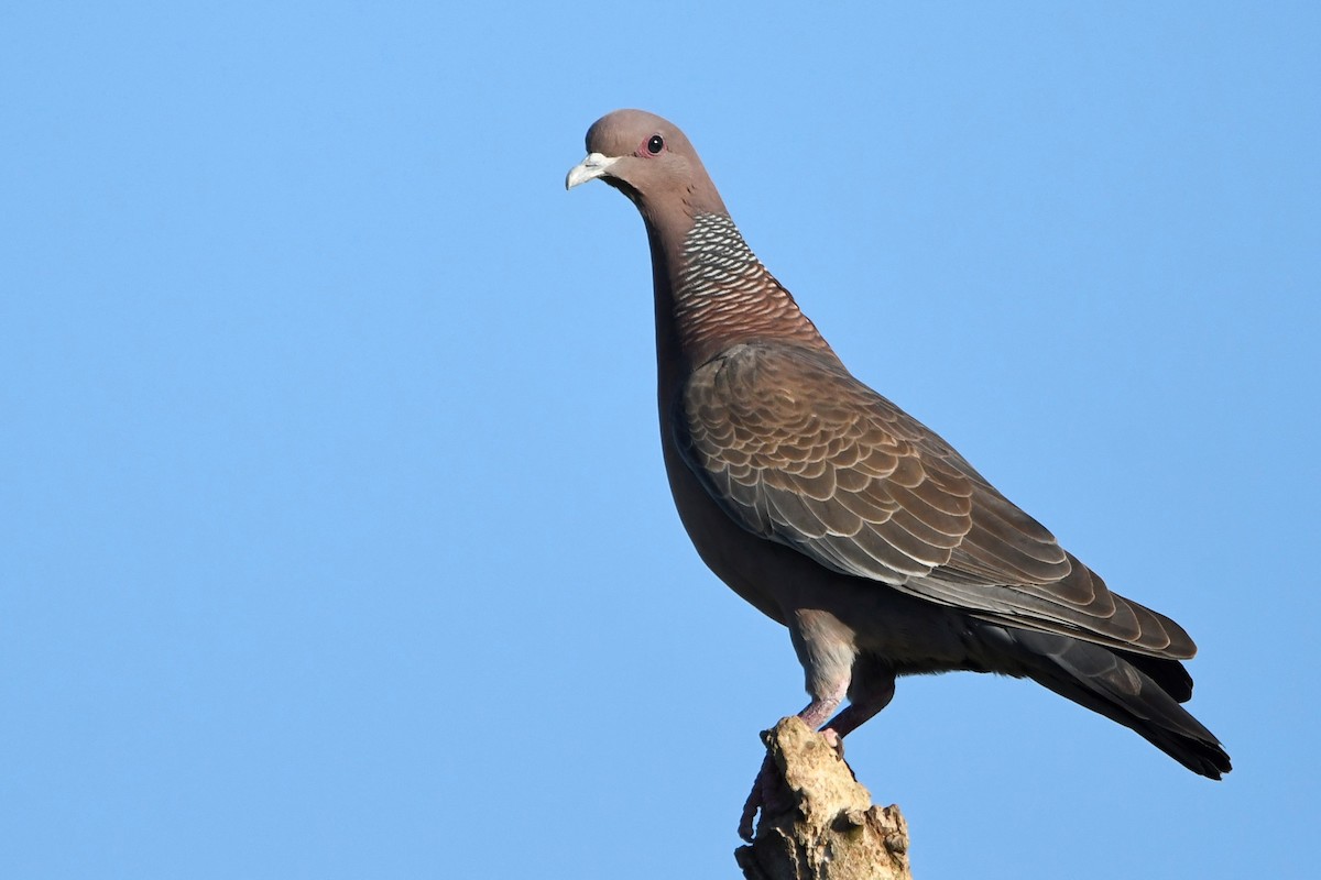 Picazuro Pigeon - ML646939224