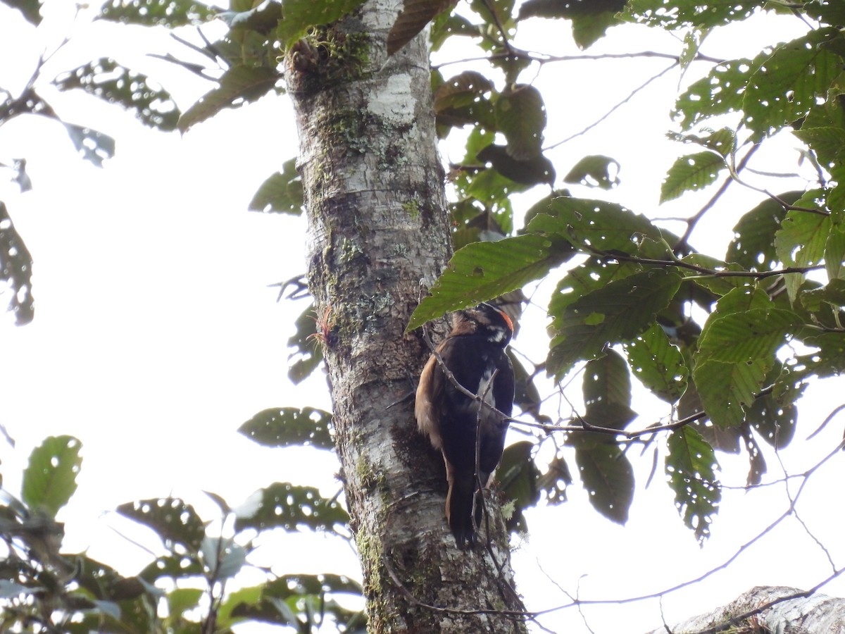 Hairy Woodpecker - ML646939227