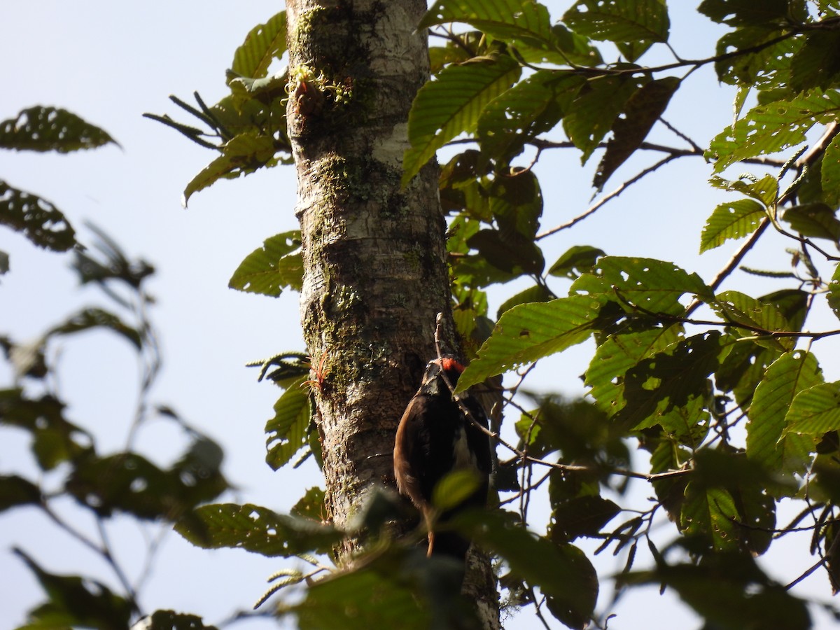 Hairy Woodpecker - ML646939228