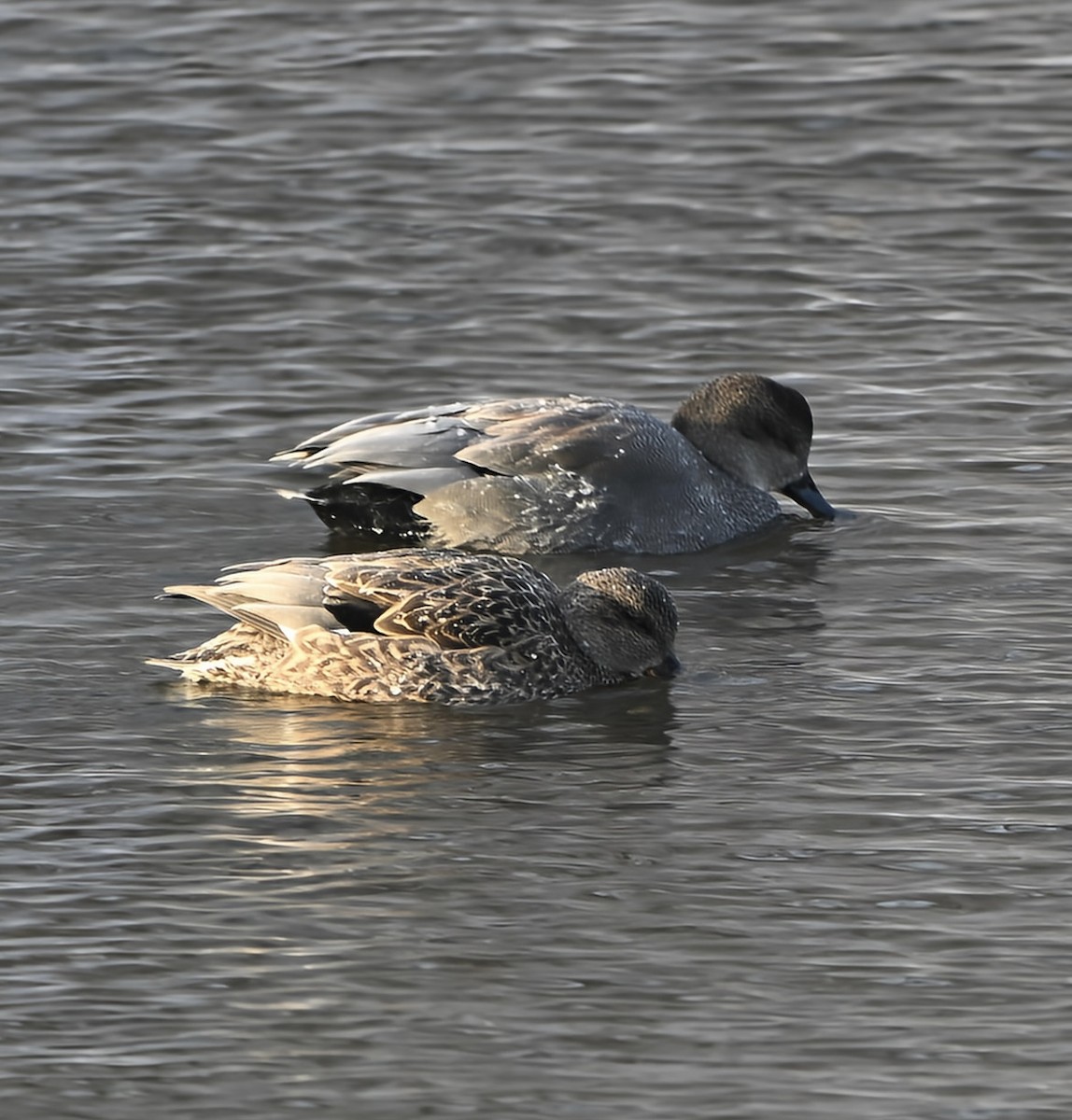 オカヨシガモ - ML646939229