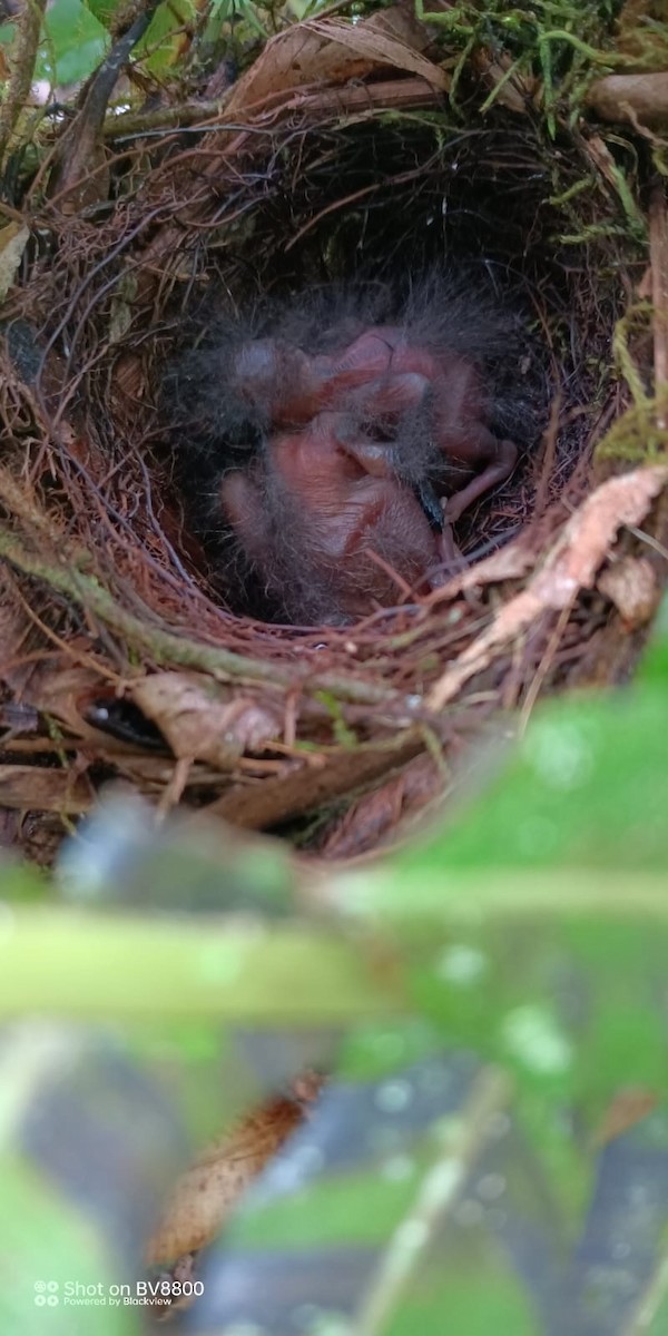 Лорон зелений - ML646939238