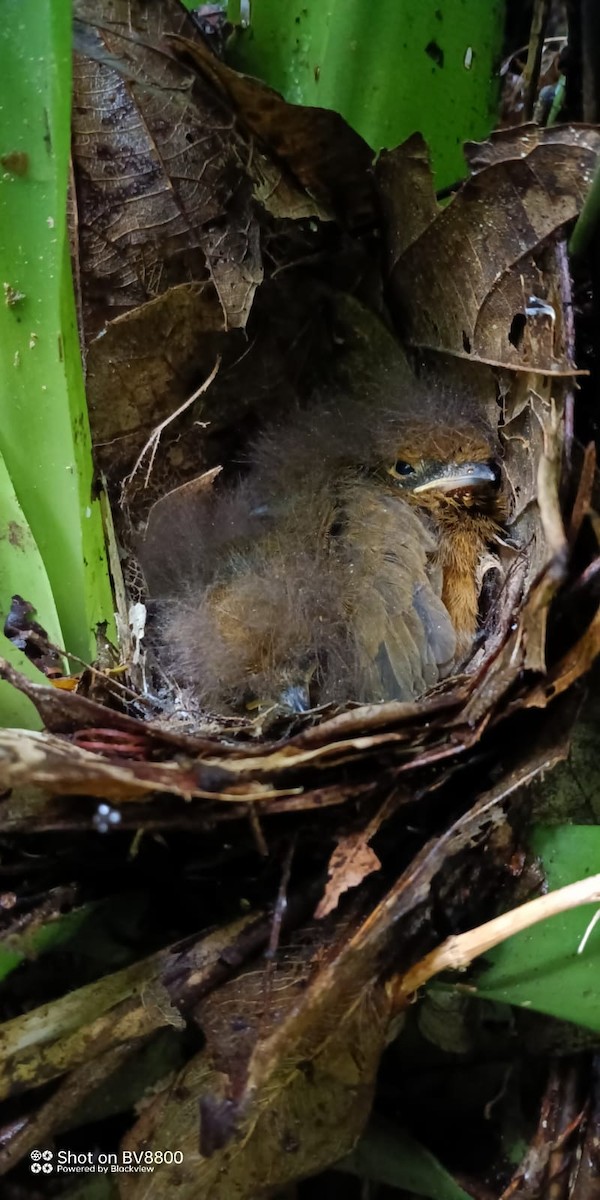 Лорон зелений - ML646939239