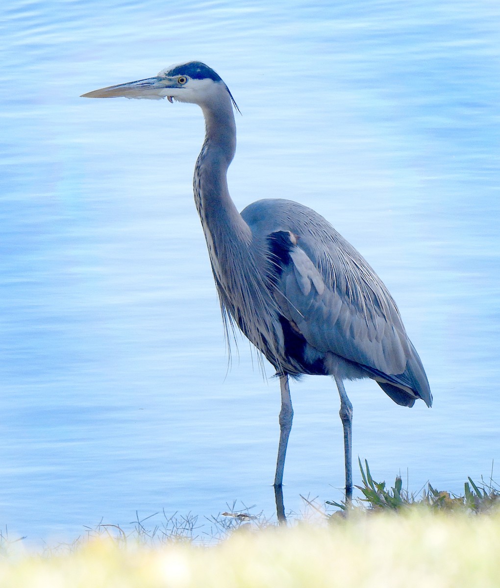 volavka velká - ML646939240