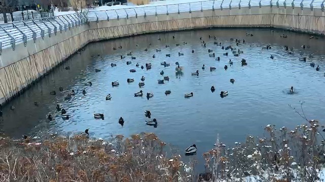 Кряква - ML646939251