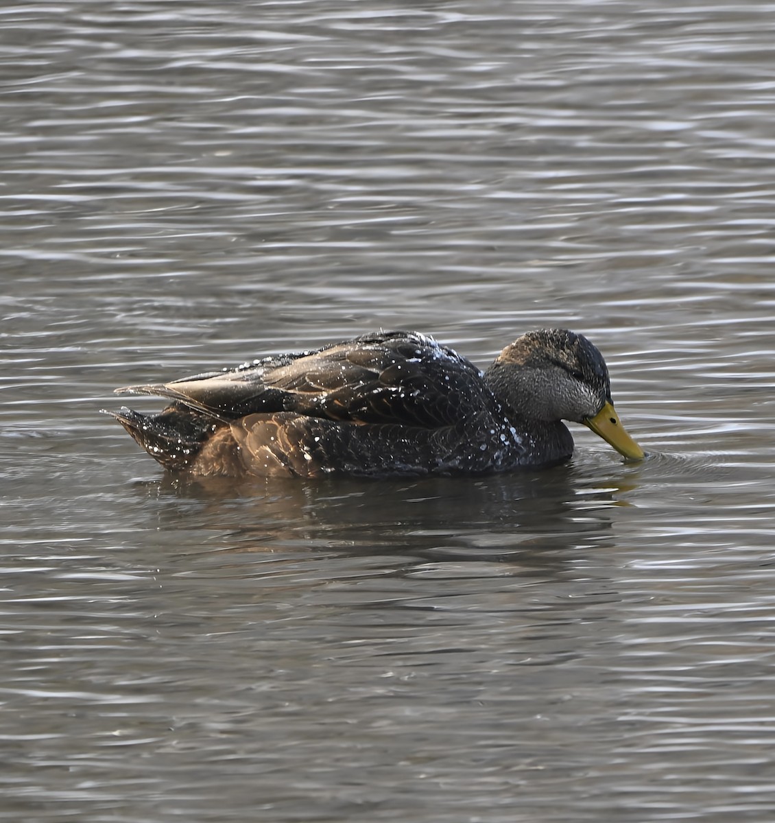 アメリカガモ - ML646939256