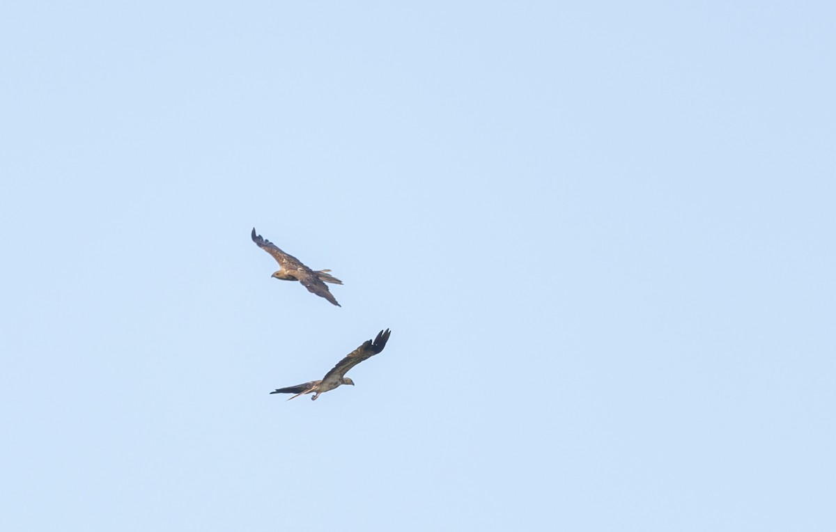 Коршун-свистун - ML646939257