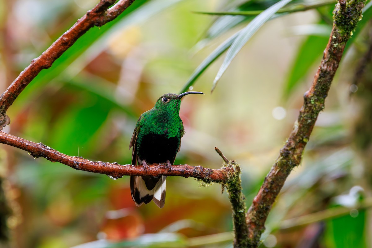 Mountain Velvetbreast - ML646939266