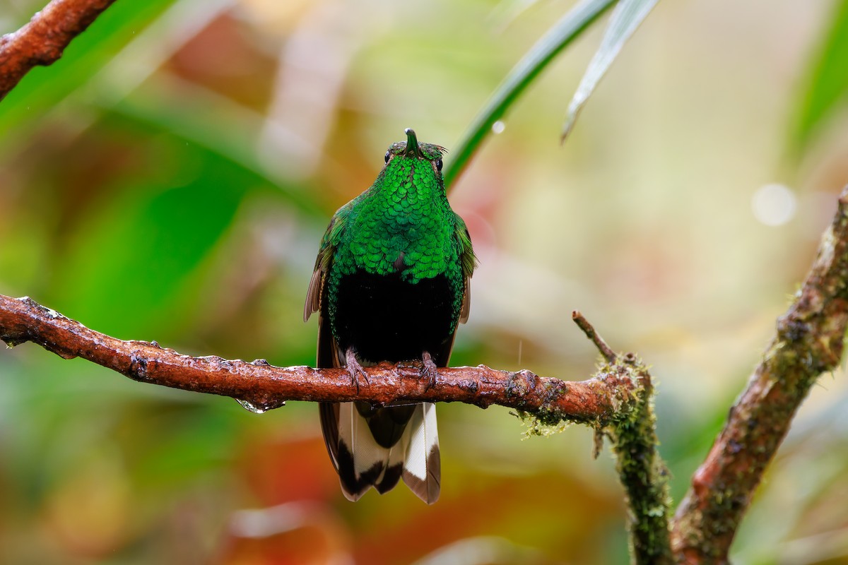 Mountain Velvetbreast - ML646939267