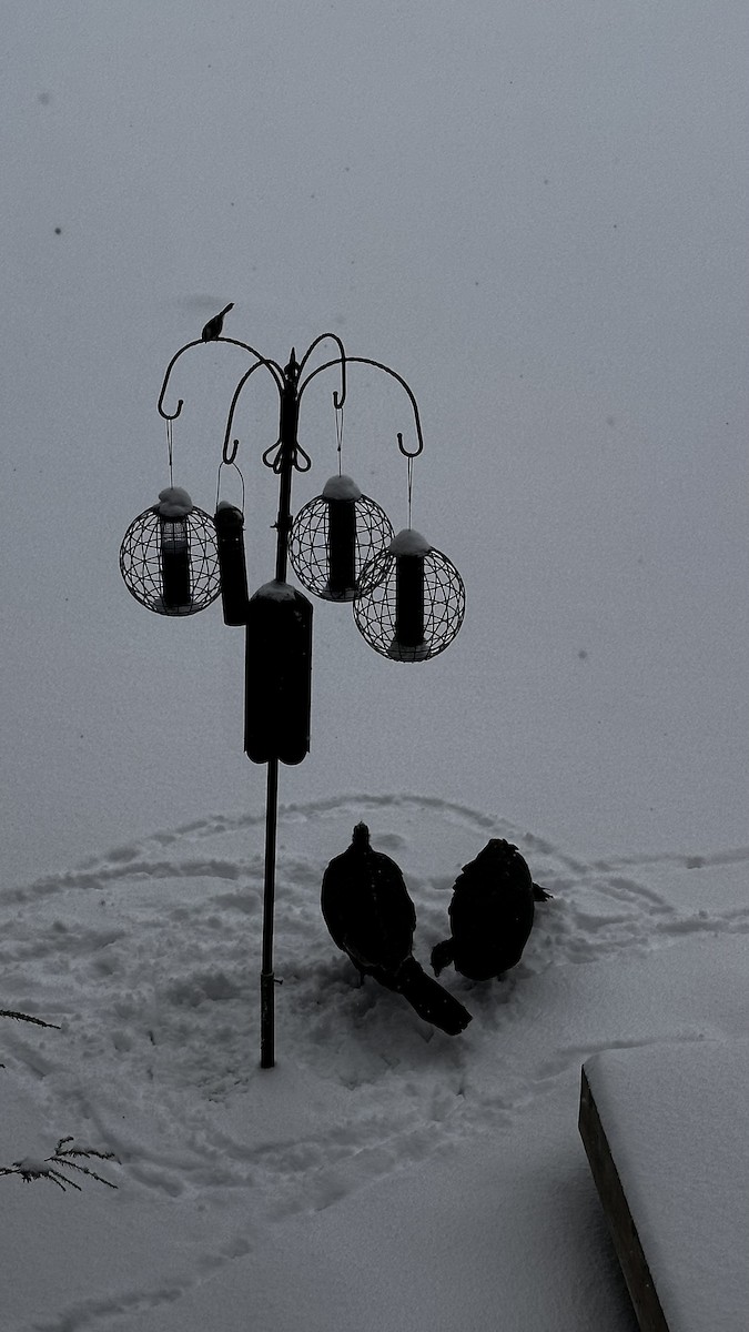 Wild Turkey - ML646939273