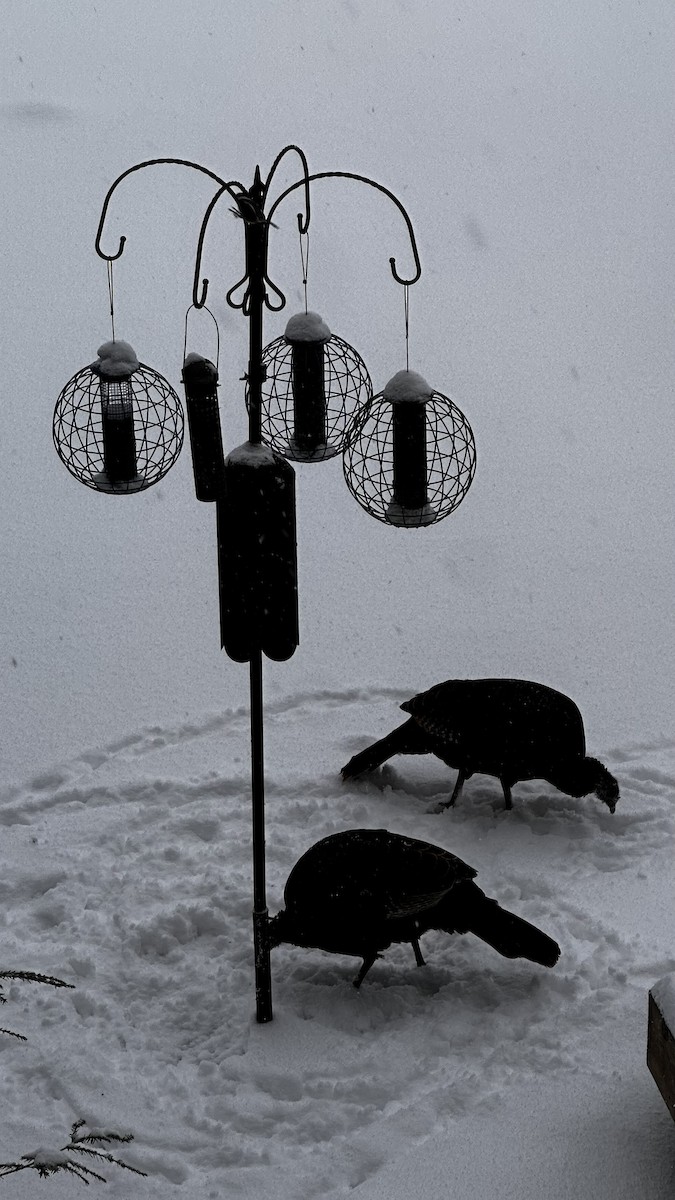 Wild Turkey - ML646939274