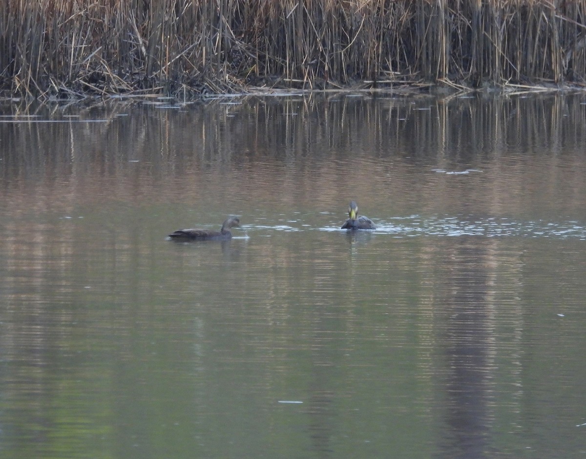 Ahate iluna - ML646939275