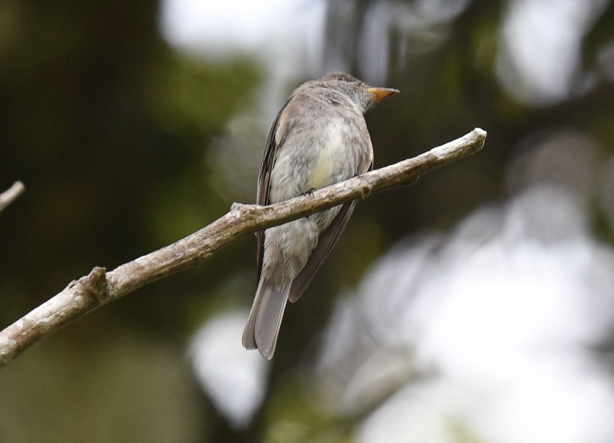 østpivi - ML646939276