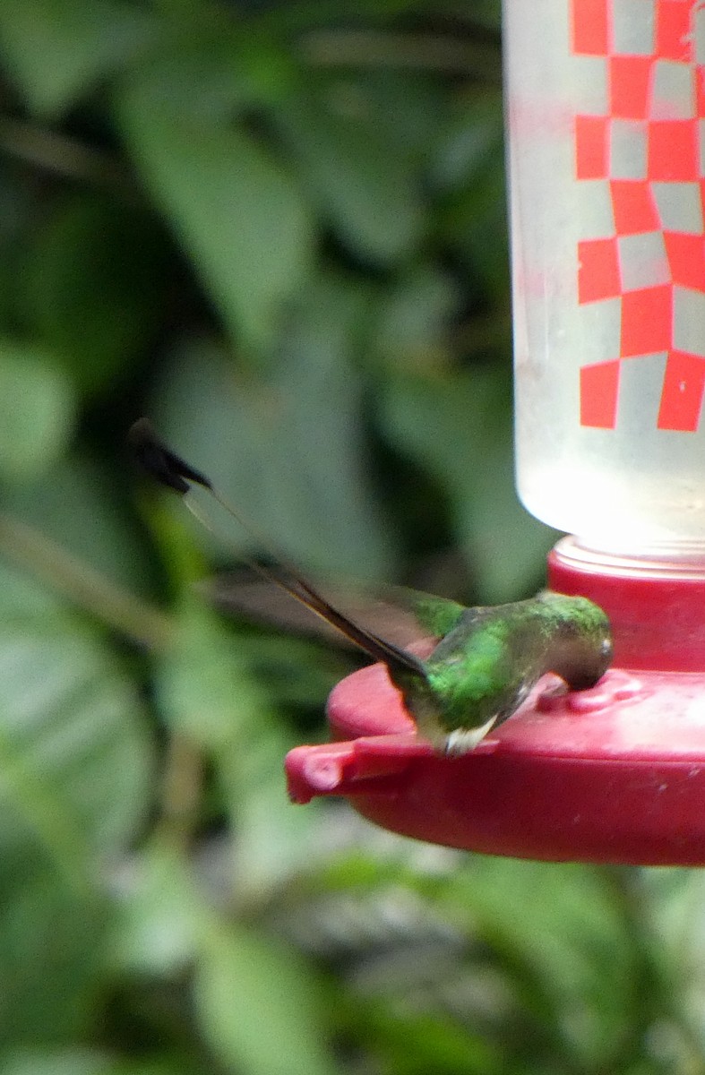 White-booted Racket-tail - ML646939279