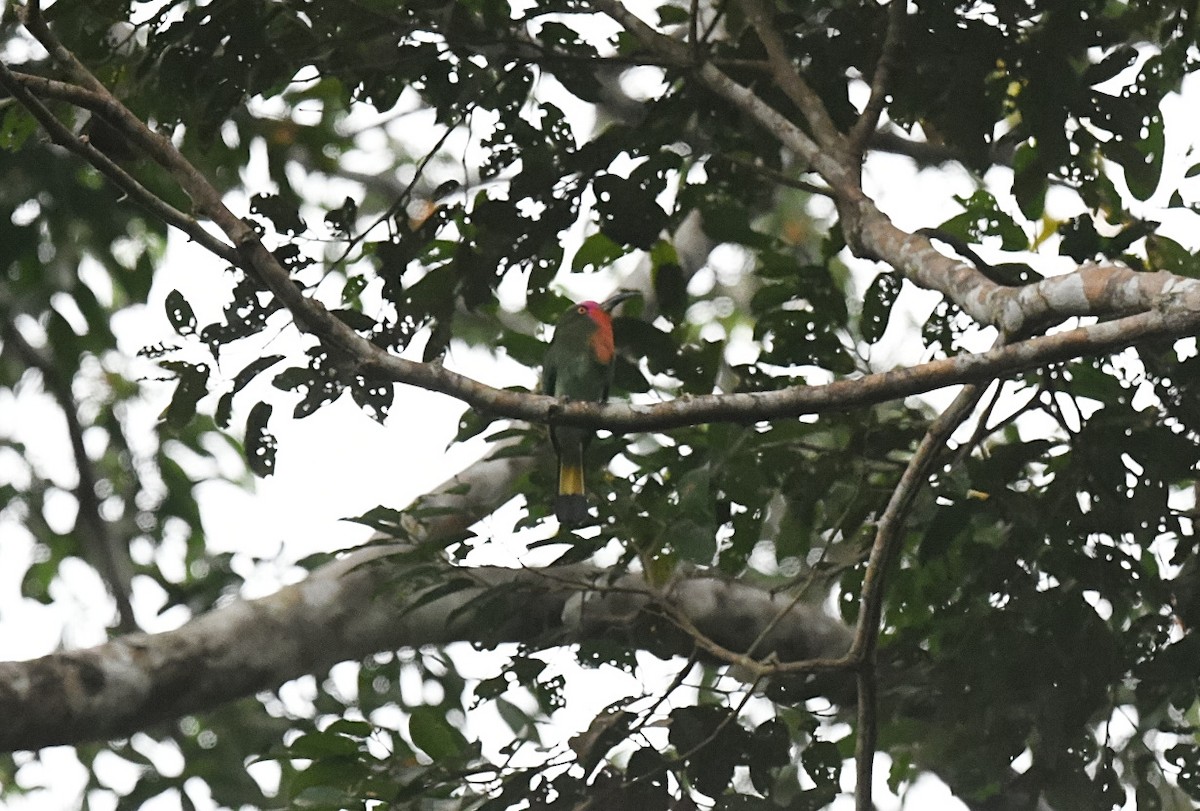 Red-bearded Bee-eater - ML646939280