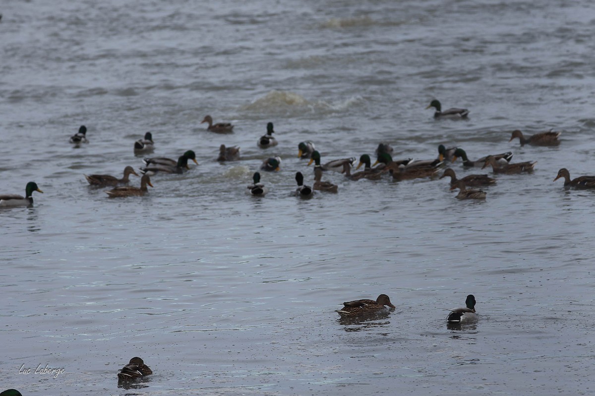 stokkand - ML646939281