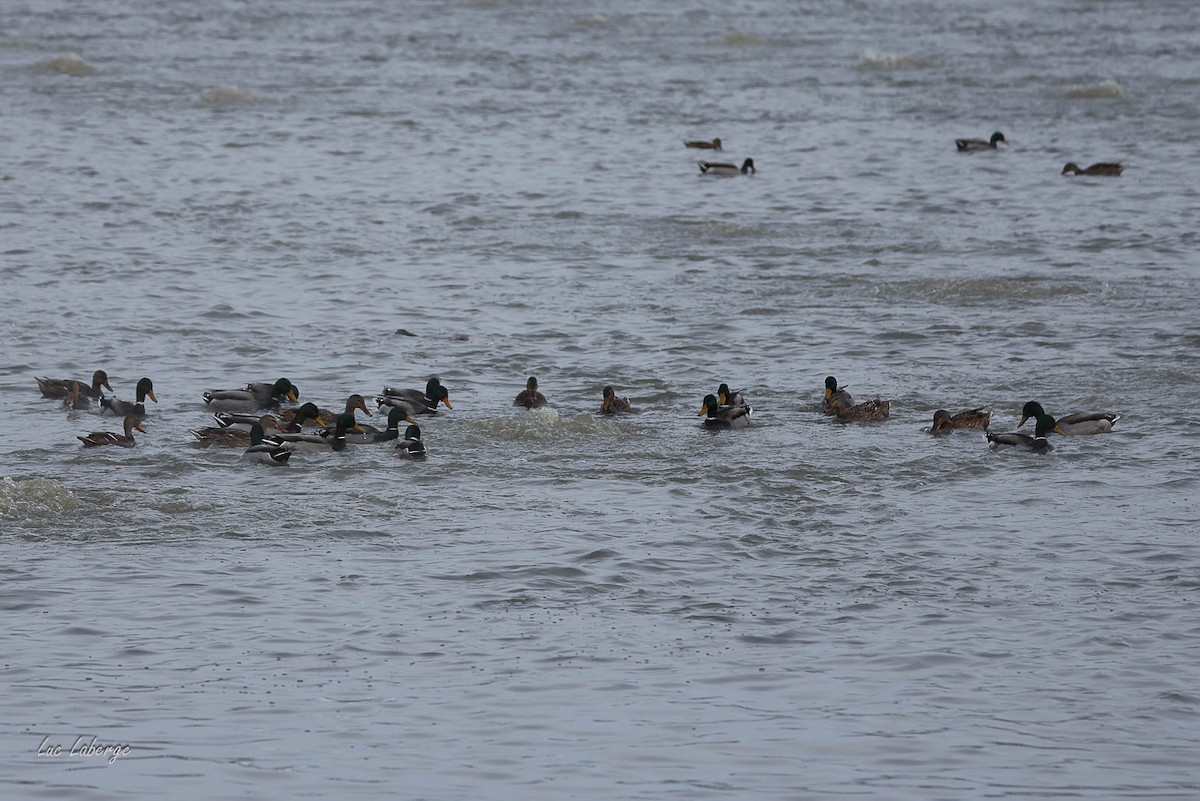 stokkand - ML646939282