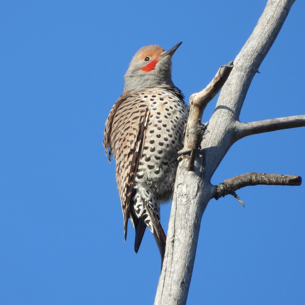 Altın Ağaçkakan - ML646939283