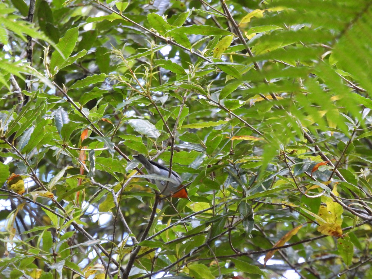 Flame-throated Warbler - ML646939286