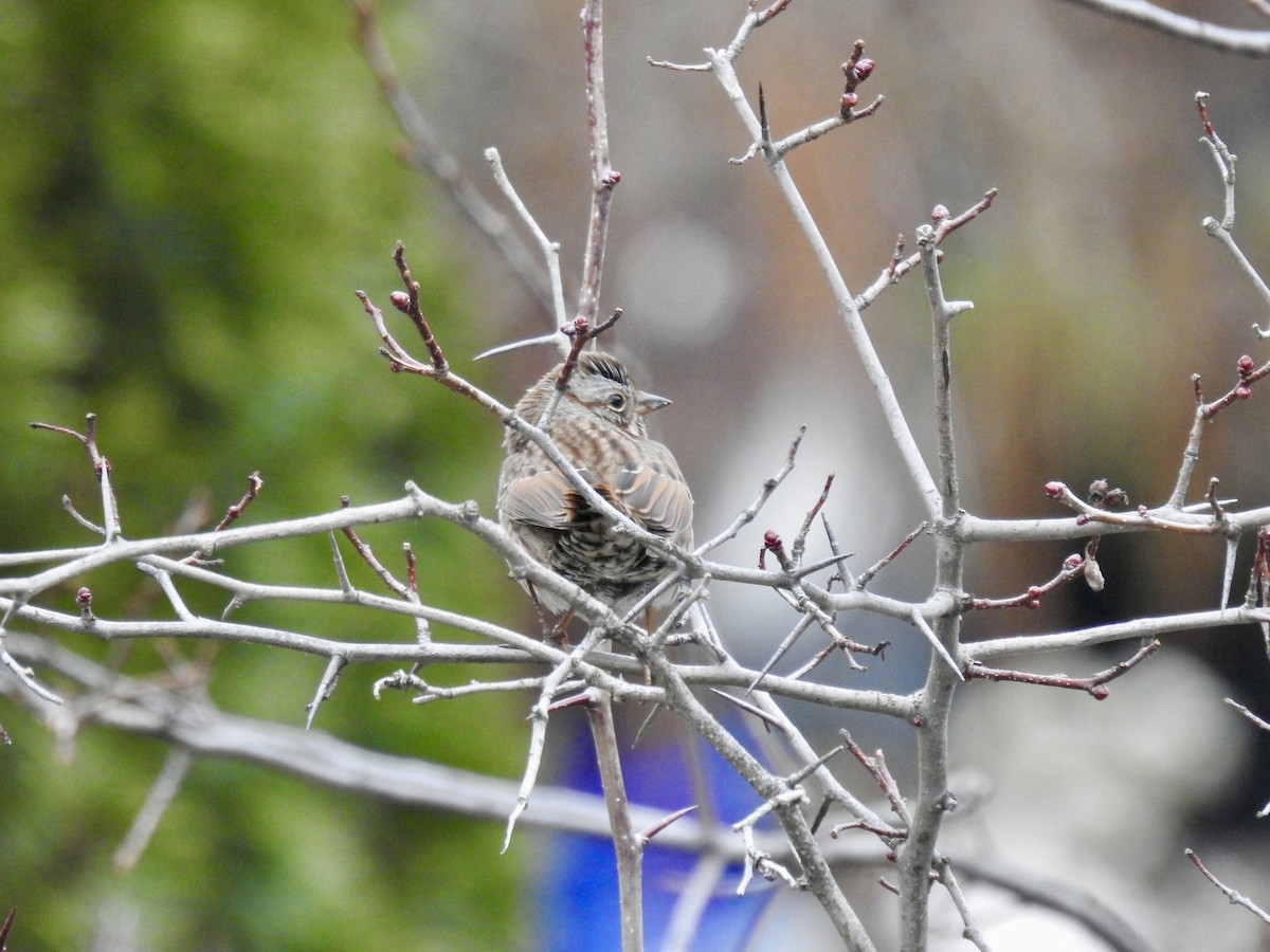 sangspurv - ML646939288