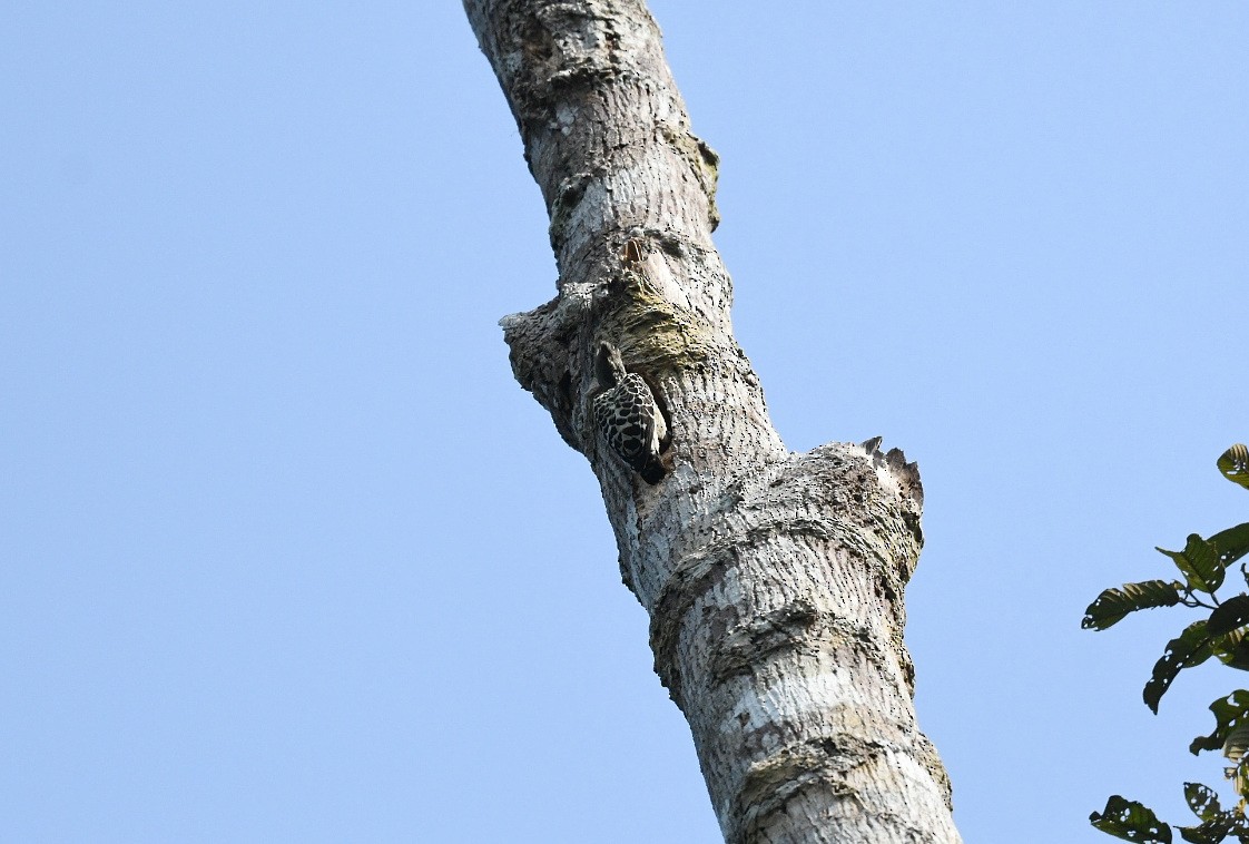 rødtopphjertespett (sordidus) - ML646939290