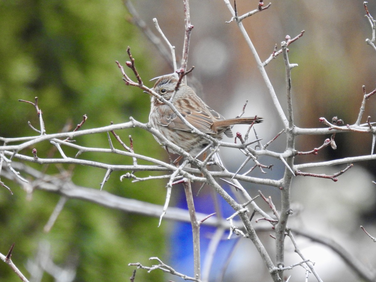 sangspurv - ML646939291