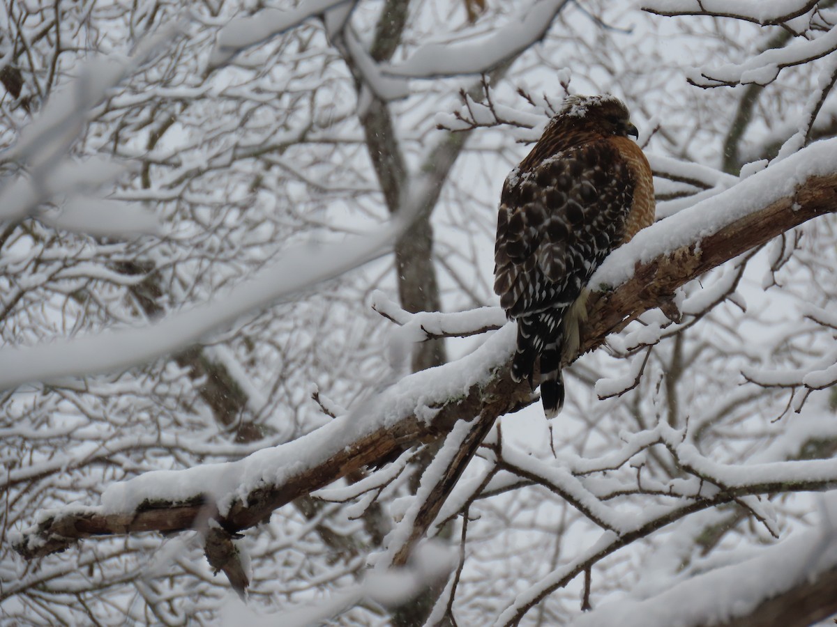 Red-shouldered Hawk - ML646939293